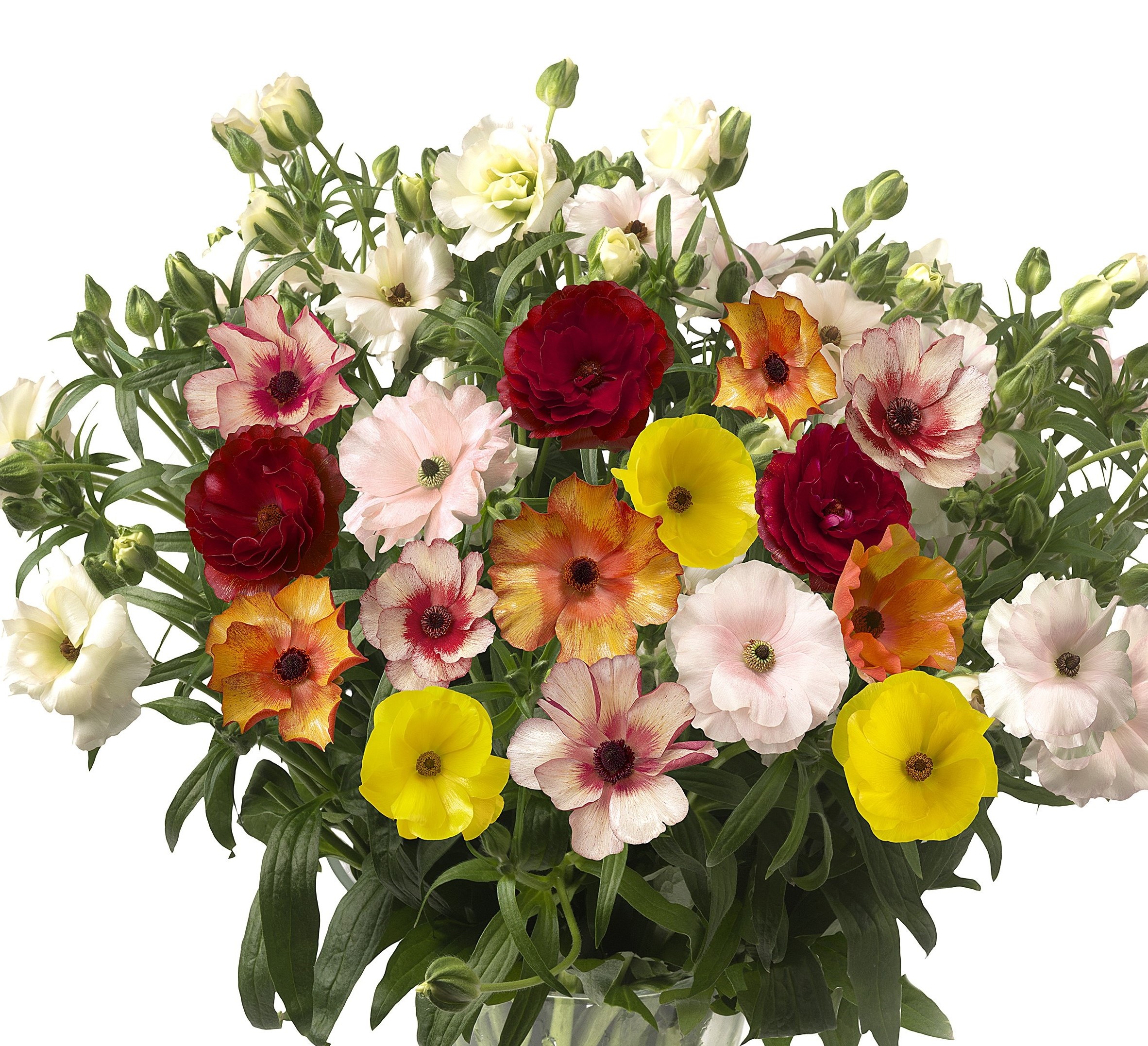 nederlandse-bloemen-met-pasen-op-het-sint-pietersplein-in-kleuren-van-het-heilig-jaar
