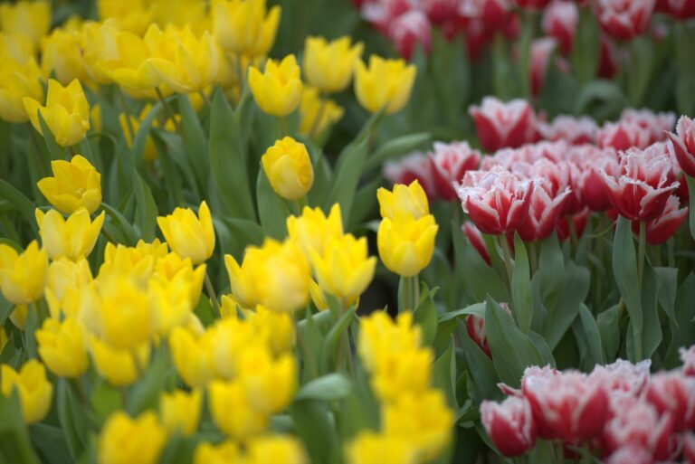 nederlandse-paasbloemen-voor-40e-keer-naar-rome:-zegening-in-de-keukenhof
