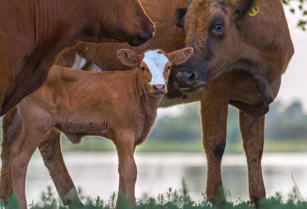 new-catholic-group-seeks-‘a-kinder-world-for-all-animals’-through-church-teaching