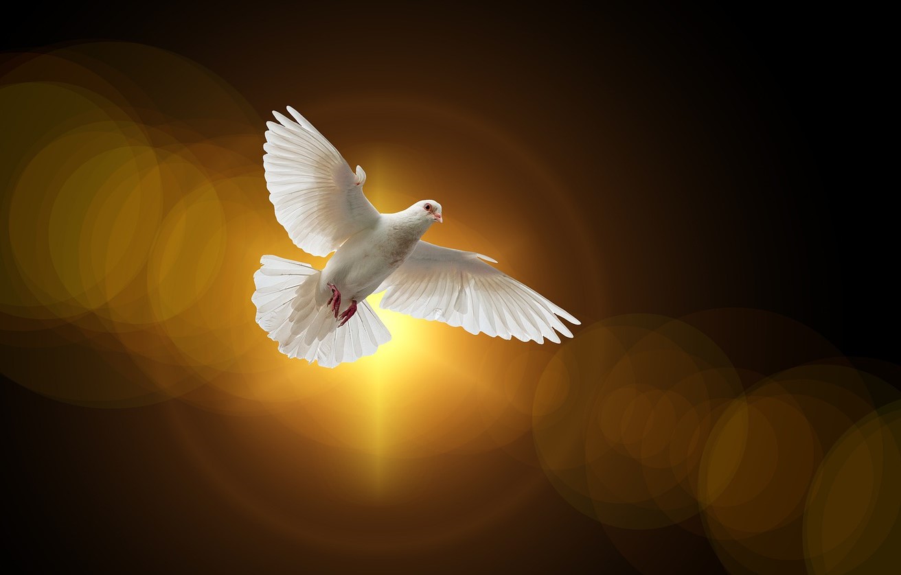 bisschoppen-schrijven-brief-over-vrede-en-gerechtigheid-in-deze-tijden-van-onrust-en-conflicten